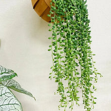 String of Tears Seeds