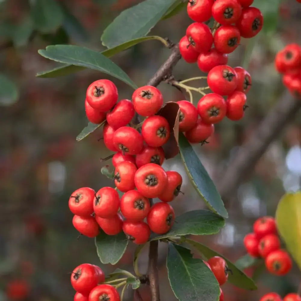Firethorn Seeds