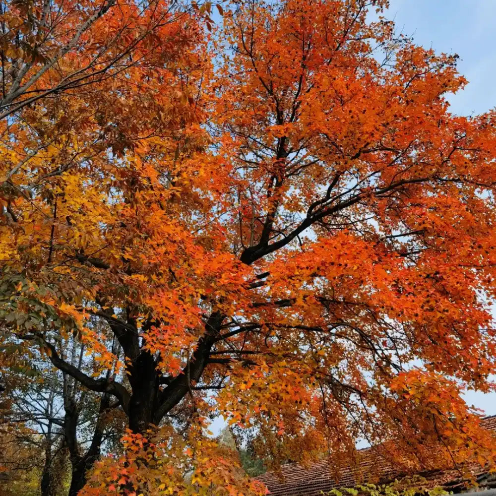 Chinese Sweetgum Seeds