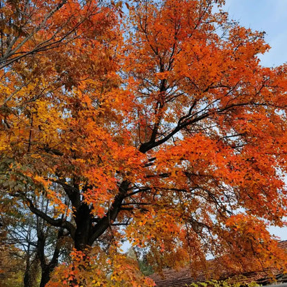 Chinese Sweetgum Seeds