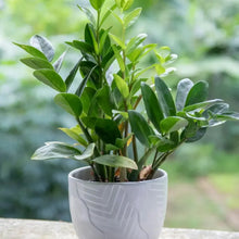 ZZ Plant Seeds