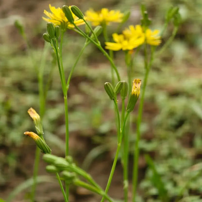 Indian Lettuce Seeds