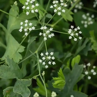 Siler Seeds