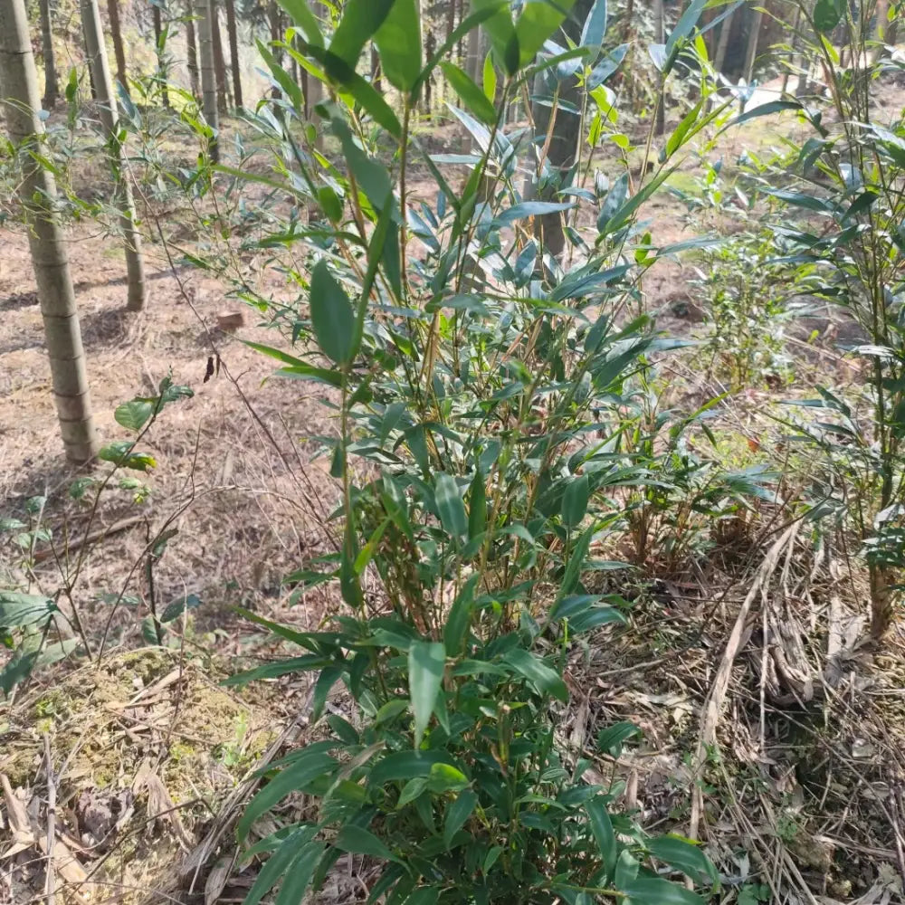 Moso Bamboo Seeds