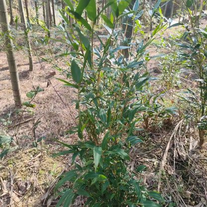 Moso Bamboo Seeds