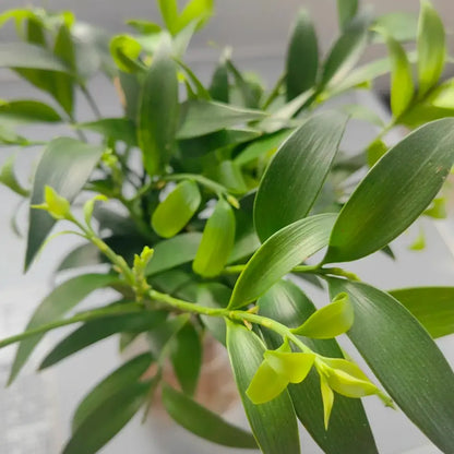 Nagi Tree Seeds