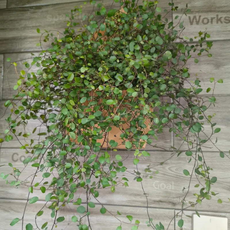 Wire Vine Seeds