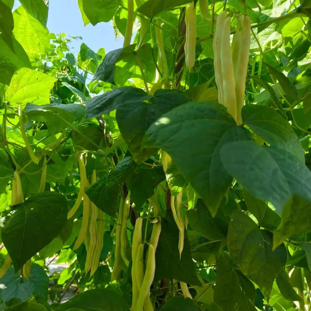 White Kidney Bean Seeds