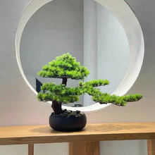 Buddhist Pine Seeds