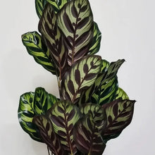 Peacock Plant Seeds