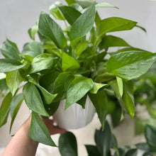 Pothos Seeds