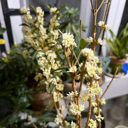 Four Seasons Sweet Osmanthus Seeds
