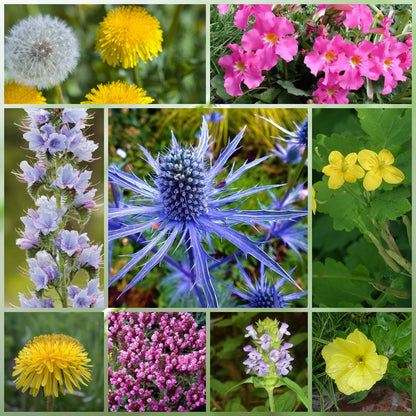 Wildflower Seeds - Rustic Charm Mix Includes Incarvillea Delavayi, Chelidonium Majus, Eryngium, etc.