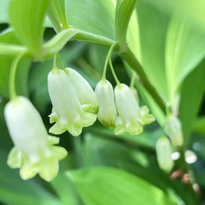 Solomon's Seal Seeds