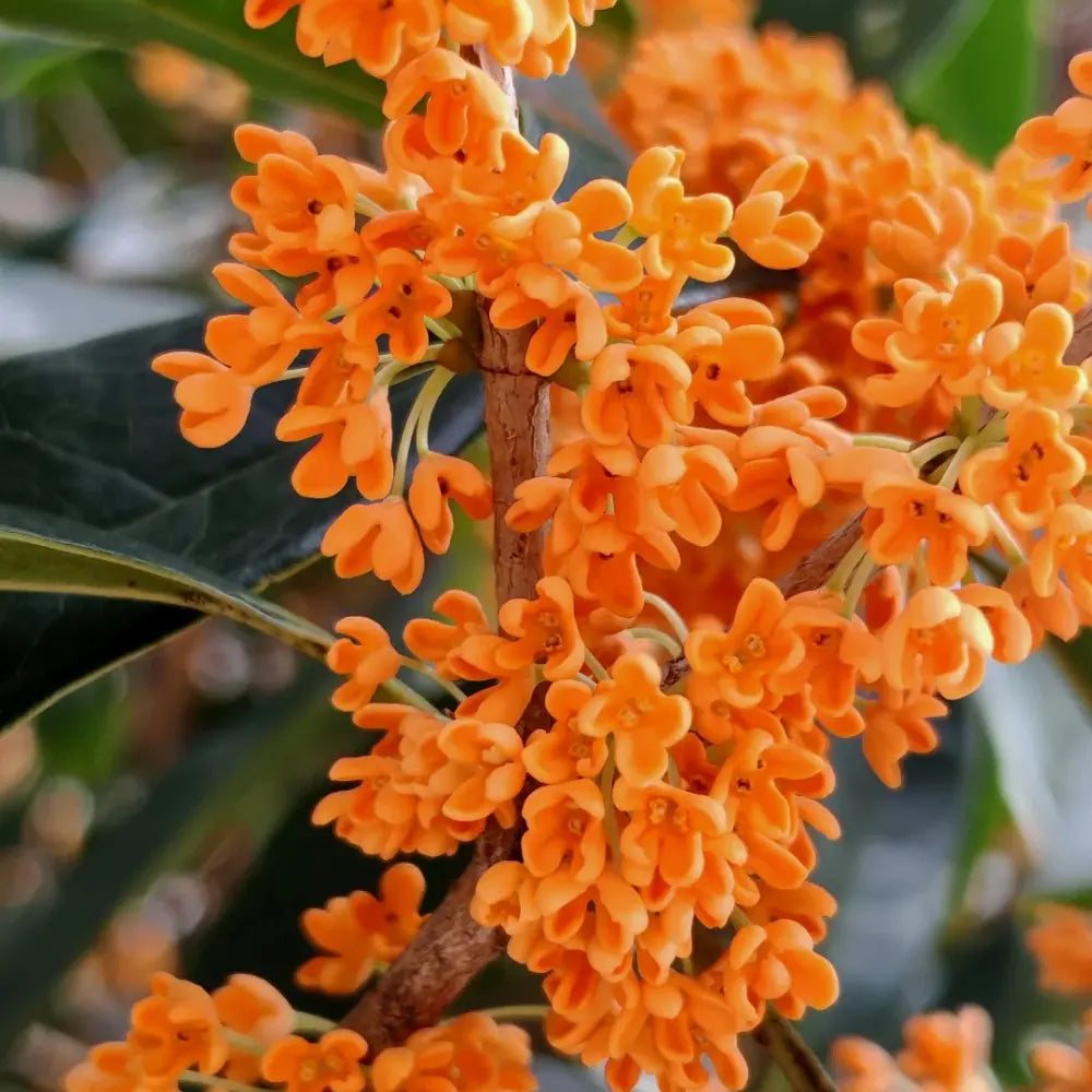 Champion Red Sweet Osmanthus Seeds