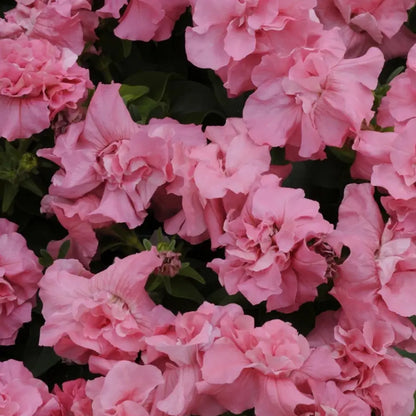 Pink Petunia Double Seeds