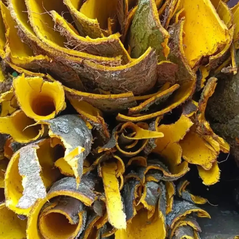 Hardy Rubber Tree Seeds