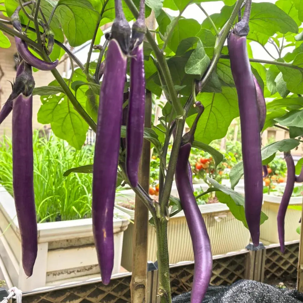 Long Purple Eggplant Seeds