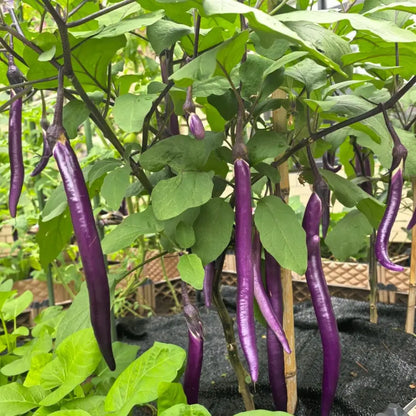 Long Purple Eggplant Seeds