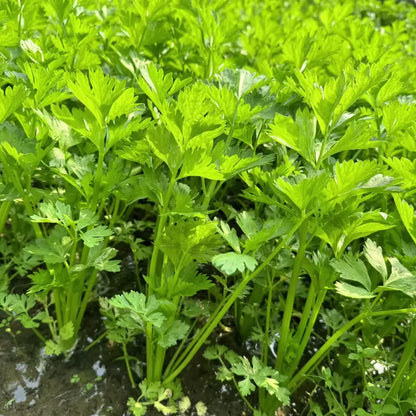 Four Seasons Small Leaf Celery Seeds