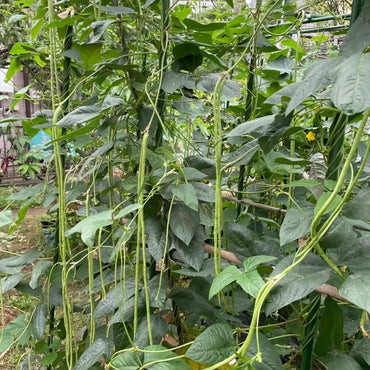 Long Bean Seeds