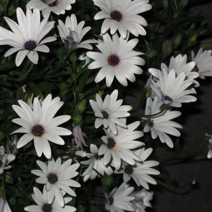 White Satin Flower Seeds