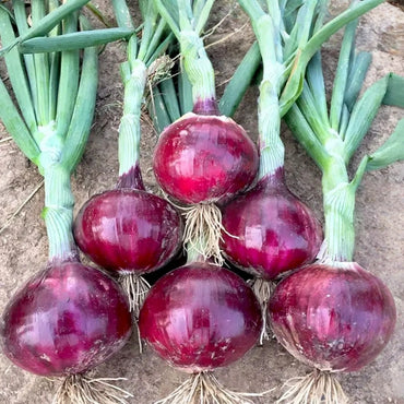 Red Onion Seeds