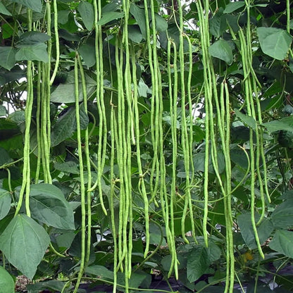 Yardlong Bean Seeds