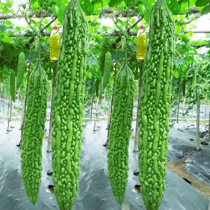 Green Bitter Melon Seeds