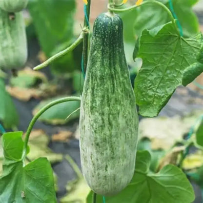 White Ribbed Melon Seeds