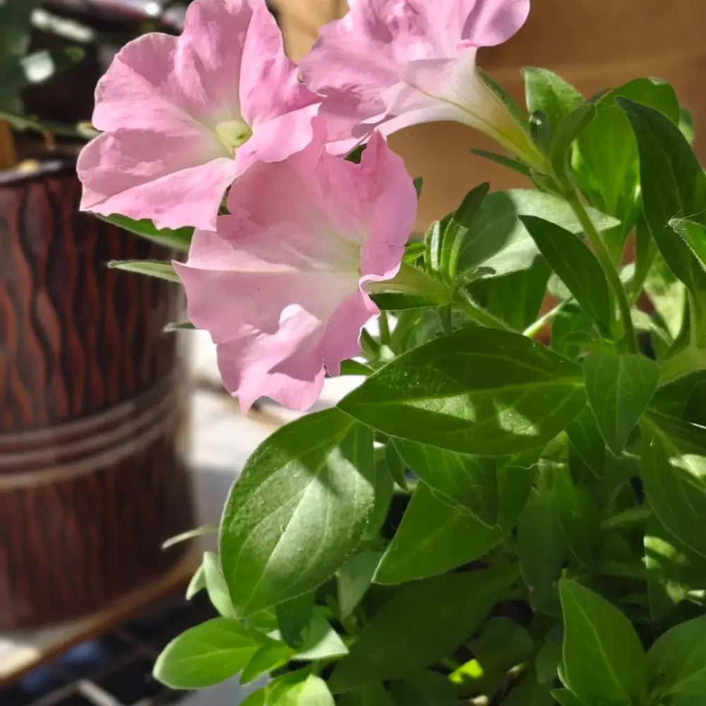 Pink Vein Hybrid Petunia Seeds