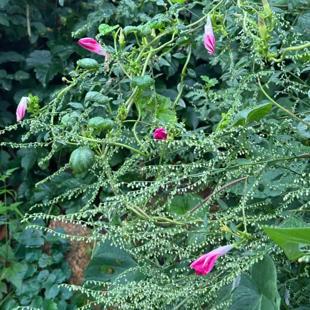 Rose Red Hybrid Petunia Seeds