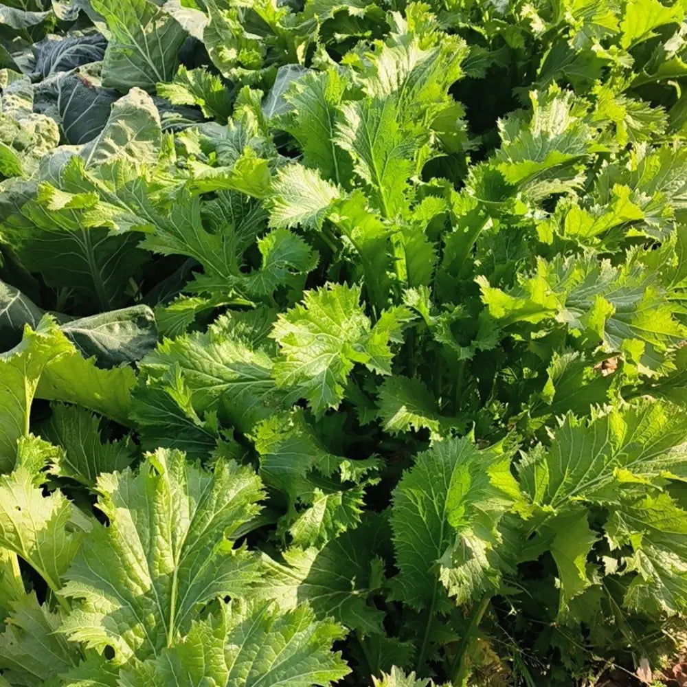 Xuelihong Mustard Greens Seeds