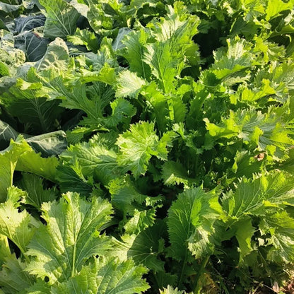 Xuelihong Mustard Greens Seeds