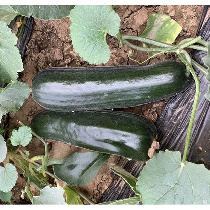 Black Ribbed Melon Seeds