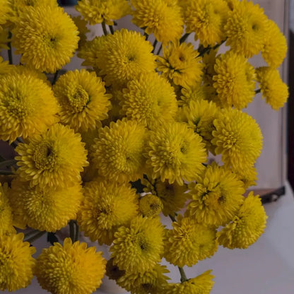 Yellow China Aster Seeds