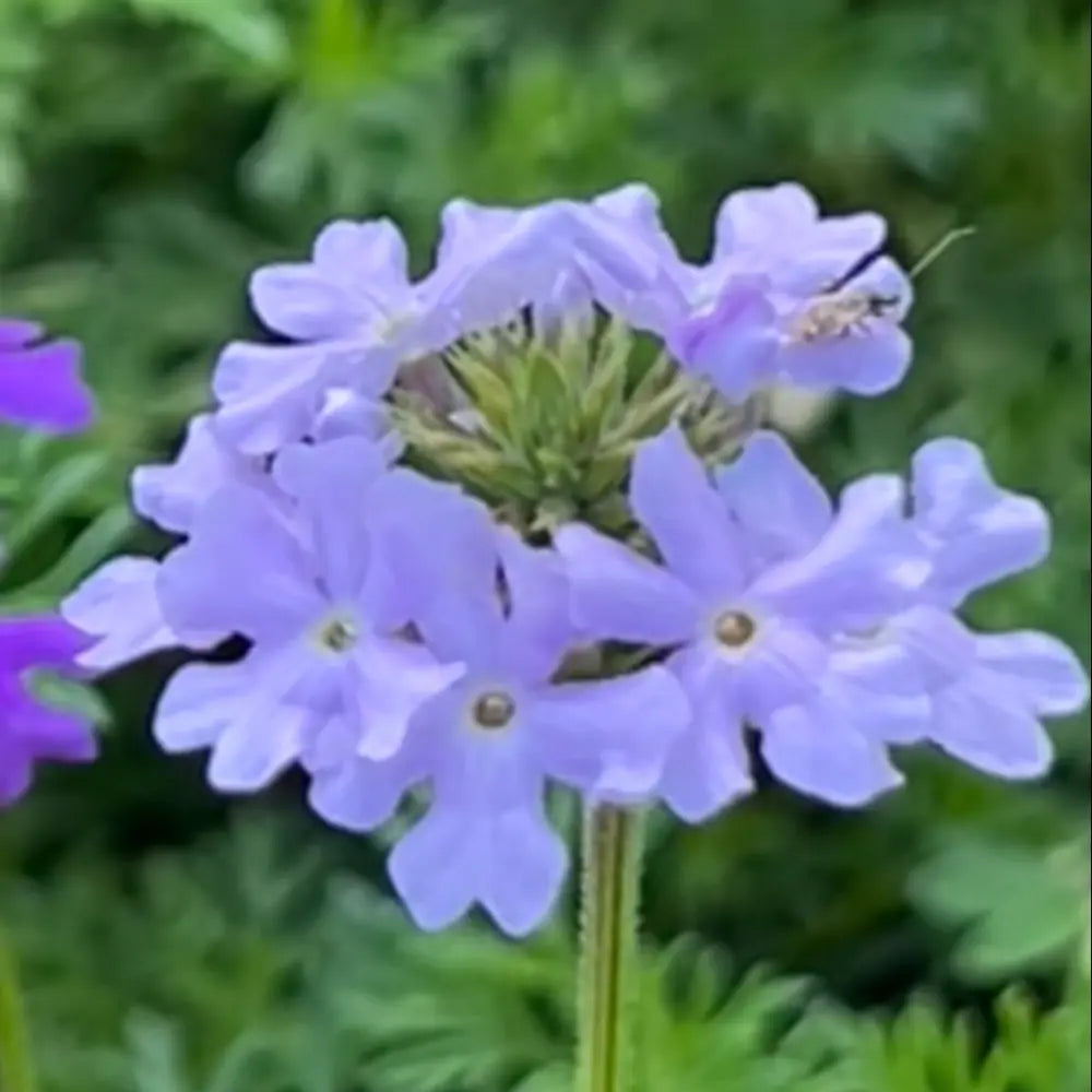 Blue Verbena Seeds