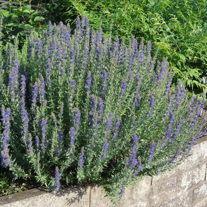 Mixed Color Hyssop Seeds
