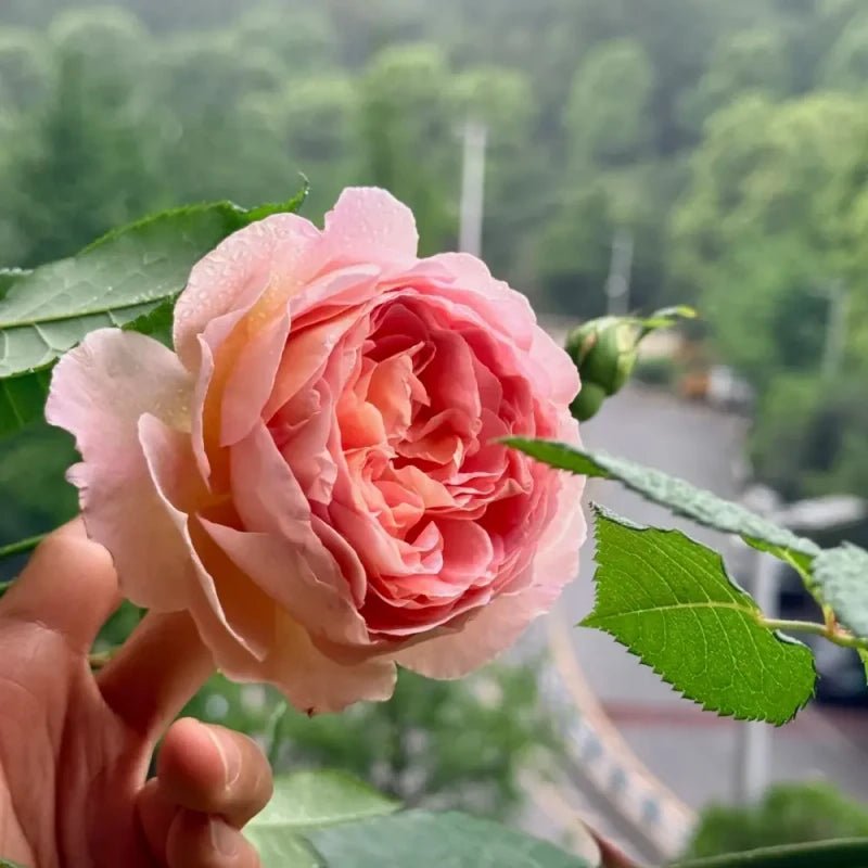Abraham Darby Garden Rose Seeds - Verdseeds