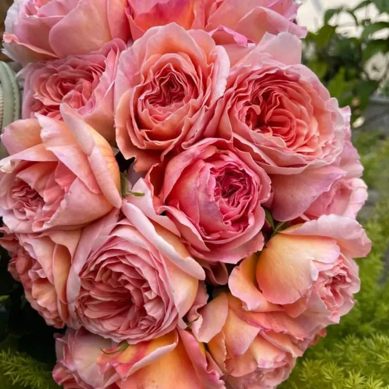 Abraham Darby Garden Rose Seeds - Verdseeds