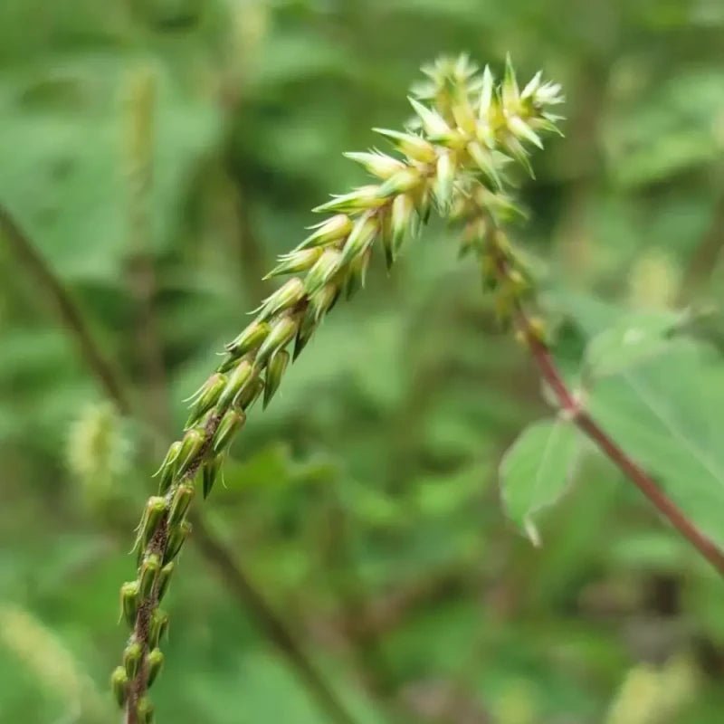 Achyranthes Seeds - Verdseeds