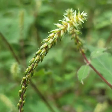 Achyranthes Seeds - Verdseeds