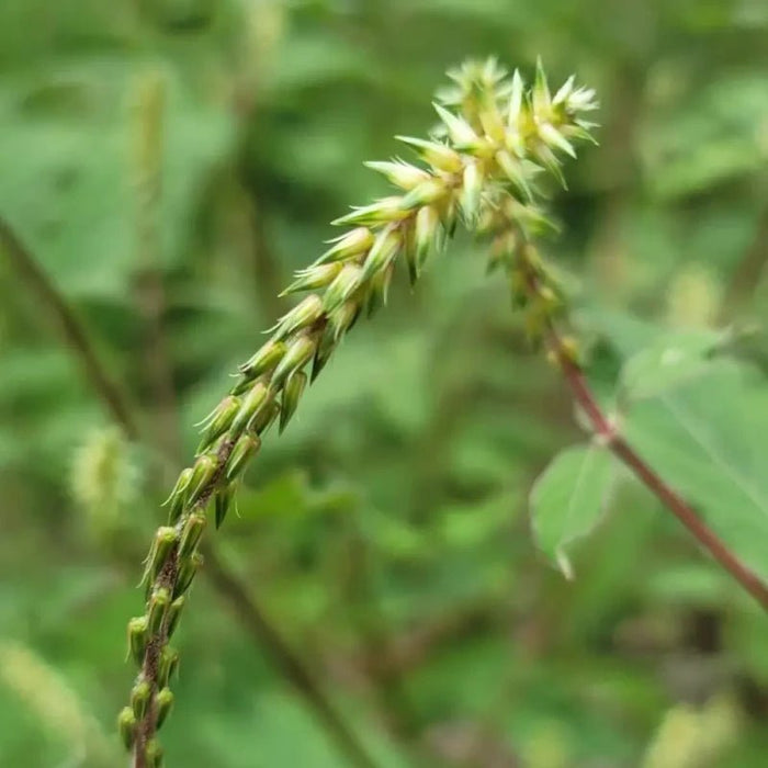 Achyranthes Seeds - Verdseeds