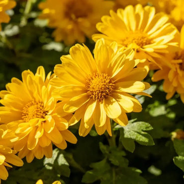 Acmella oleracea(Toothache Plant) Seeds - Verdseeds