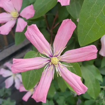 Ainoor Clematis Seeds - Verdseeds