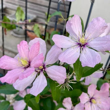Ainoor Clematis Seeds - Verdseeds