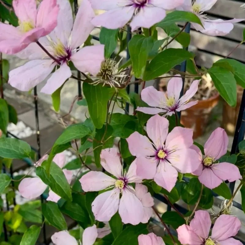 Ainoor Clematis Seeds - Verdseeds
