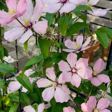 Ainoor Clematis Seeds - Verdseeds