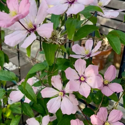Ainoor Clematis Seeds - Verdseeds