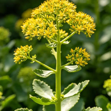 Aizoon Stonecrop Seeds - Verdseeds